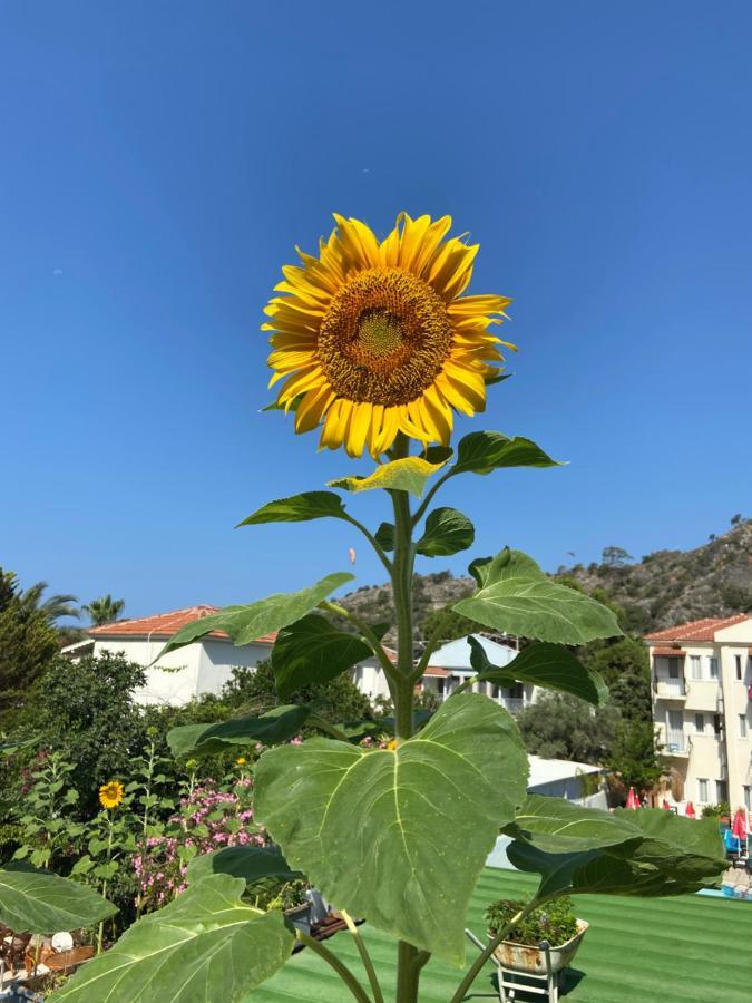 On Oda Oludeniz 호텔 외부 사진